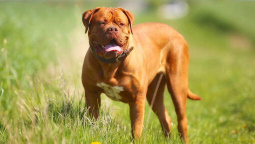 Dogue de sale bordeaux movie